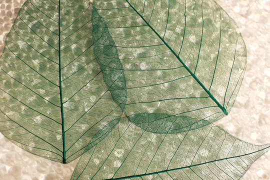 Abstract skeleton leaves background