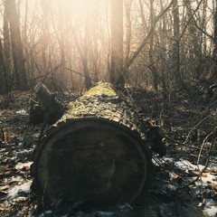 log in winter sunlight