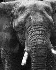 Large Elephant Close Up In Black and White © purdue1988