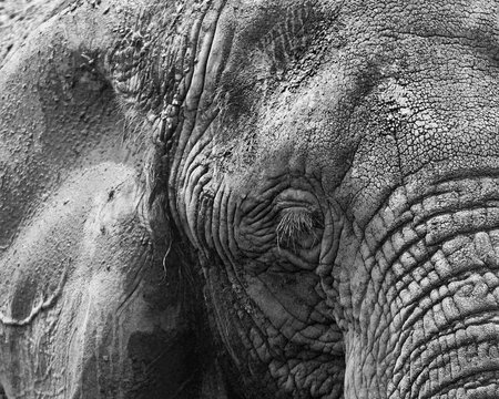 Elephant close up in Black and White
