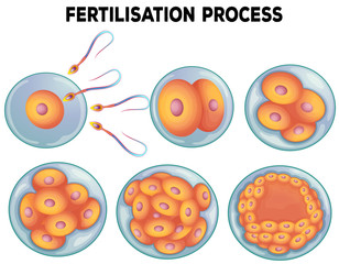 Diagram of fertilisation process