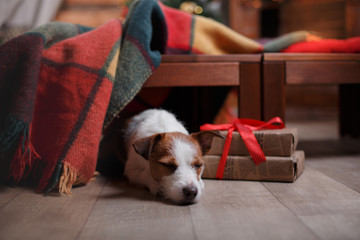 Dog Jack Russell Terrier holiday, Christmas and New Year © Anna Averianova