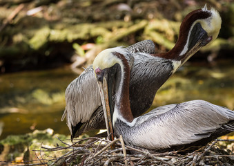 Pelicans Mating