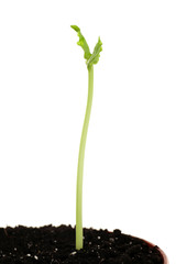 Green plant in soil isolated on white