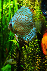Underwater world - exotic fish in an aquarium
