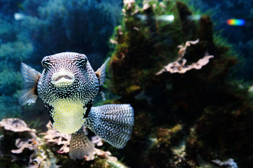 Underwater world - exotic fish in an aquarium