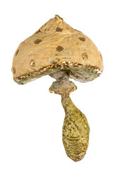 Mushroom - toy of handmade, isolated on white background