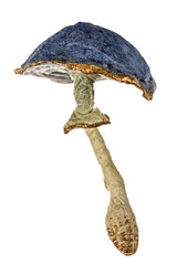 Mushroom - toy of handmade, isolated on white background