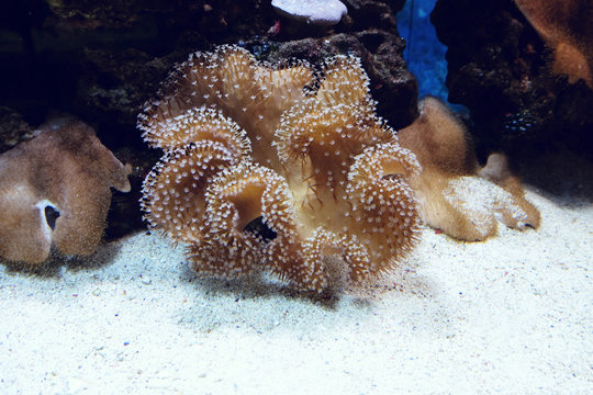 Underwater world, coral reef