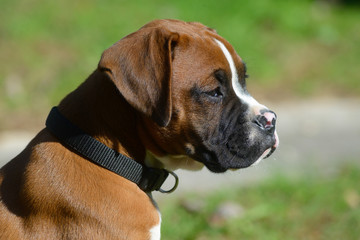Boxer Bulldog head shot with black collar.