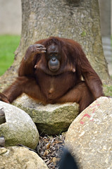 Orangutan.. © Chee-Onn Leong