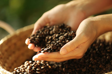 Coffee beans falling from hands onto wattled basket