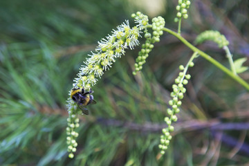 Shaggy striped bumblebee on a flower.