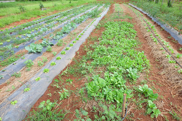 Green cabbage in the organic farm