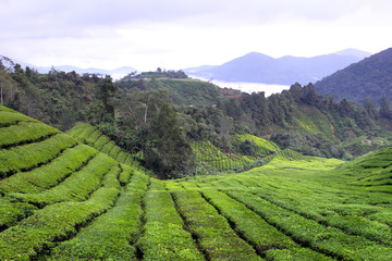 Cameron Highland, Malaysia..