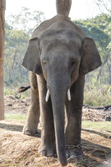 Obraz premium elephant live in village with people in nepal