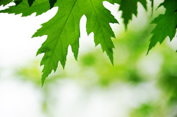 Fototapeta na wymiar close-up on green leaves