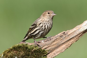 Pine Siskin Perched