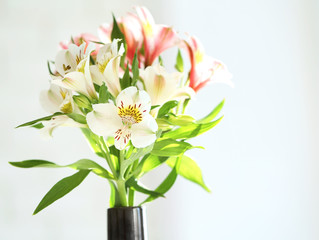 Obraz premium Beautiful spring flowers on soft window background close-up