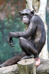 Chimpanzee..