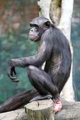 Chimpanzee..
