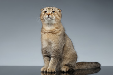 Fototapeta na wymiar Scottish Fold Cat Sits on Gray Mirror