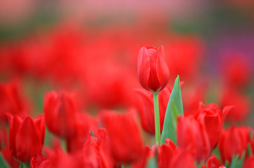 Red tulip in garden with blur background
