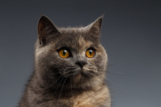 Closeup Portrait of Scottish Cat on Gray