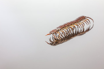 an centipede whit reflection