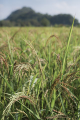 paddy rice in field,Thailand