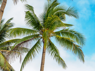 Obraz premium coconut tree