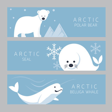 Arctic Banner, Polar Bear, Seal, Beluga Whale, Winter, Nature Travel and Wildlife
