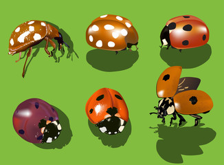 six ladybugs isolated on green