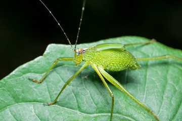 Grasshopper