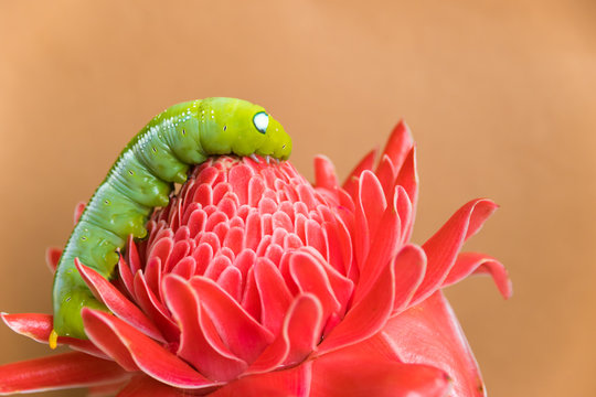 Green worm on red flower