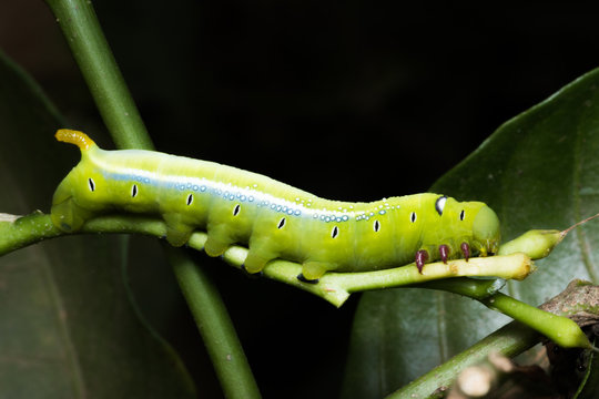 worm on green leaf