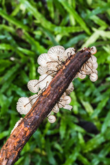 Mushrooms in forest