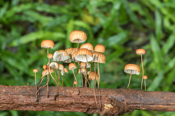 Mushrooms in forest