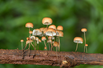Mushrooms in forest