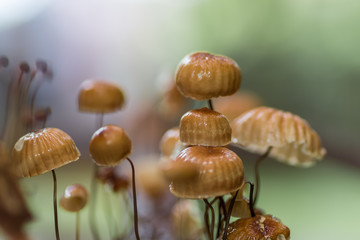 Mushrooms in forest