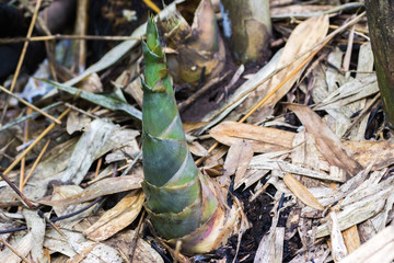 Bamboo shoots