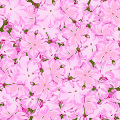 Seamless floral pink phlox background  in realistic hand-drawn style.