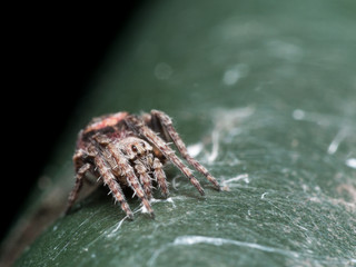 Tiny Brown Orb-Weaving Spider on Green Surface