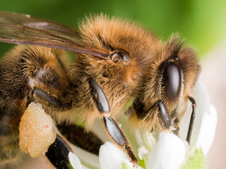 Profile View of Honey Bee Extracting Pollen from White Flower