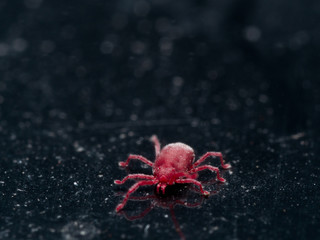 Tiny Red Velvet Mite on Black Surface