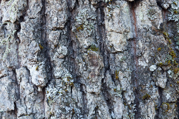 Tree trunk with moss close