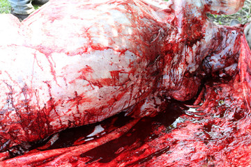 Necropsy cow disease diagnosis