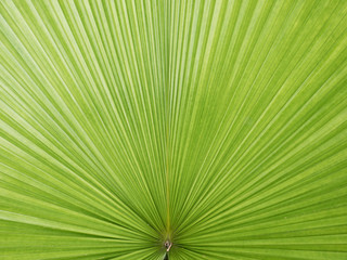 Obraz premium Texture of Green palm Leaf