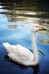 One white swan on the pond