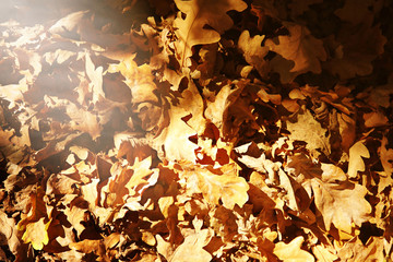 Dry oak leaves on the ground for background